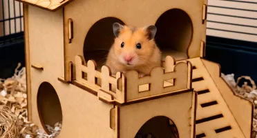 Casinha Decorada 2 Andares para Hamster - Flap Pet
