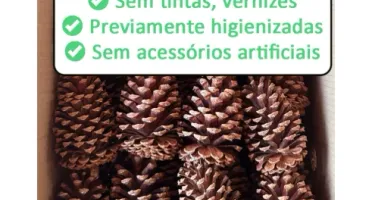 Kit com 10 Pinhas Naturais da Serra Gaúcha
