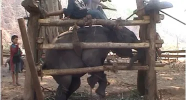 Por DFG: Instituto Elephant Nature Park