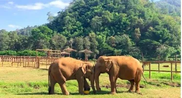 Por DFG: Instituto Elephant Nature Park
