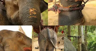 Por DFG: Instituto Elephant Nature Park
