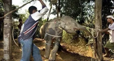 Por DFG: Instituto Elephant Nature Park
