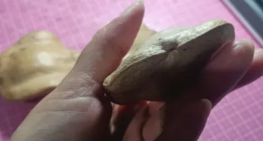 Pacote com 5 Cascas Fechadas de Jacarandá