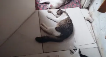 Doação