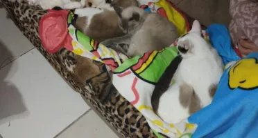 Doação