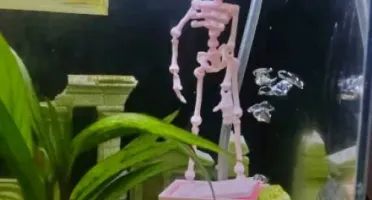 Esqueleto Dançante Decorativo para Aquário em PETG