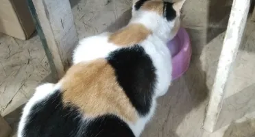 Doação para Ajudar Animais de Rua 🐾❤️