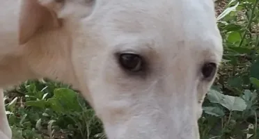 Doação para Ajudar Animais de Rua 🐾❤️