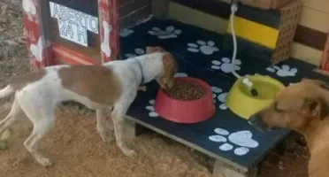 Doação para Ajudar Animais de Rua 🐾❤️