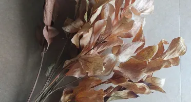Ruscus Desidratados - Envelhecidos em tons de terracota