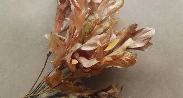 Ruscus Desidratados - Envelhecidos em tons de terracota