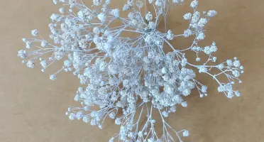 Buque Gypsophila desidratada