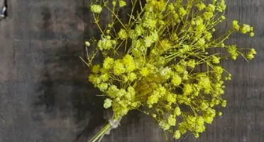 Buque Gypsophila desidratada