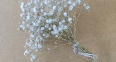 Buque Gypsophila desidratada