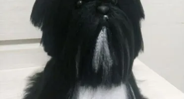 Cachorrinho Lhasa Apso - Amigurumi de Crochê