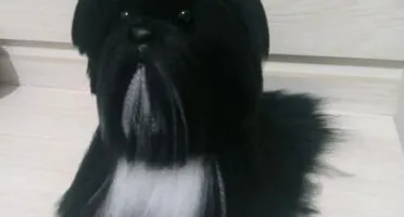 Cachorrinho Lhasa Apso - Amigurumi de Crochê