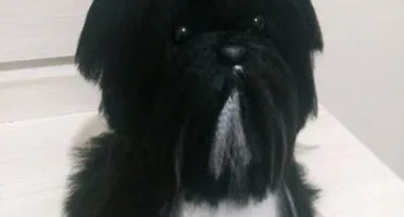 Cachorrinho Lhasa Apso - Amigurumi de Crochê