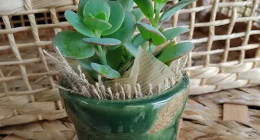 Vaso de Cerâmica para Mini Suculenta - Cores