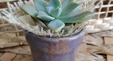 Vaso de Cerâmica para Mini Suculenta - Cores