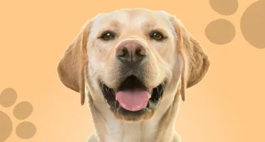 Nutrição Canina