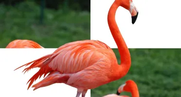 Remoção de Fundo e Edição de Fotos