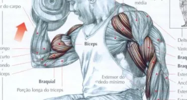 Guia dos movimentos de musculação