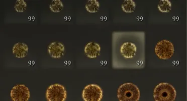 1 Bilhão De Runas + Todas As Armas + Brindes (Steam).