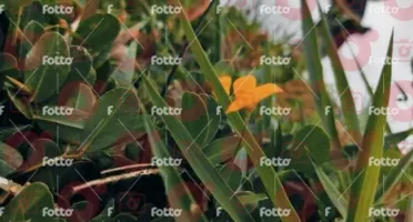 Vendo fotos para uso Comercial
