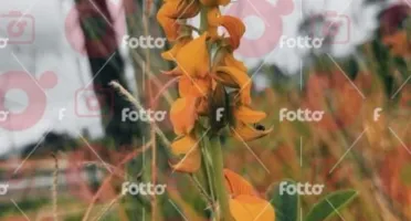 Vendo fotos para uso Comercial