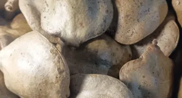 Pacote com 7 Frutos Secos Fechados de Jacarandá