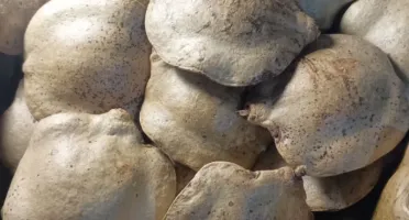Pacote com 7 Frutos Secos Fechados de Jacarandá