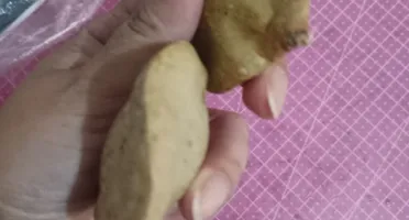 Pacote com 7 Frutos Secos Fechados de Jacarandá
