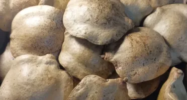 Pacote com 7 Frutos Secos Fechados de Jacarandá