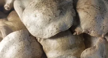 Pacote com 7 Frutos Secos Fechados de Jacarandá