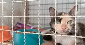 Faça sua doação aqui para ajudar os animais de Londrina/PR