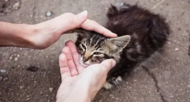 Faça sua doação aqui para ajudar os animais de Londrina/PR