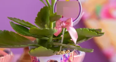 Lembrancinhas personalizadas com suculentas