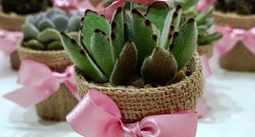 Lembrancinhas personalizadas com suculentas