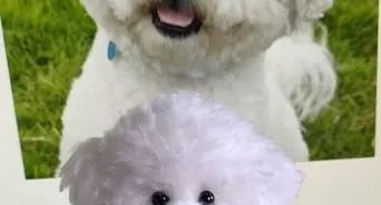 Miniatura Poodle - Amigurumi de Crochê com Feltragem