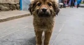 Ajude Os Dog Da Rua - Sergipe
