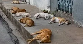 Ajude Os Dog Da Rua - Sergipe