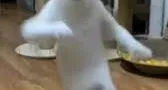 Vídeos de Pets Dançando