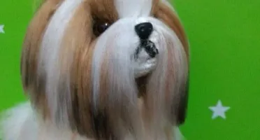 Cachorrinho Shitzu - Amigurumi de Crochê