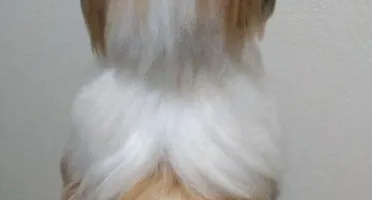 Cachorrinho Shitzu - Amigurumi de Crochê
