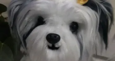 Cachorrinho Shitzu - Amigurumi de Crochê