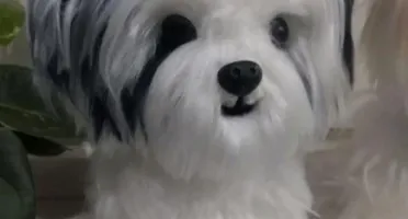 Cachorrinho Shitzu - Amigurumi de Crochê