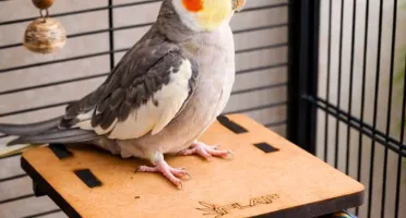 Plataforma para Calopsita e Periquito - Flap Pet