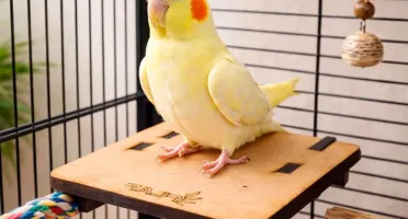 Plataforma para Calopsita e Periquito - Flap Pet