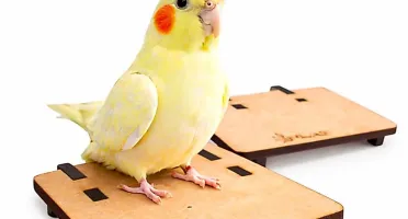 Plataforma para Calopsita e Periquito - Flap Pet