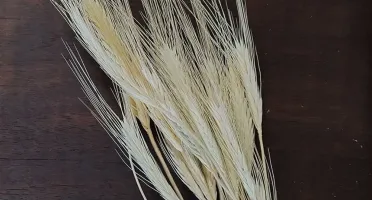 Mini Trigo para Convites - Maço com 12 Hastes